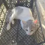 Котенце на 2 месеца и половина, снимка 5