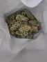 Бяло грозде Алиготе , снимка 1