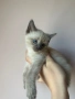Сиамски котета, снимка 8