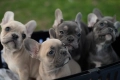 Чистокръвни френски булдочета, снимка 1