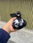 Шуменски гълъби, снимка 6