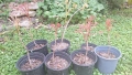 Продавам декоративно растение Китайски мехурник (Koelreuteria paniculata), снимка 8