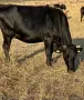 Продавам 11 Крави, снимка 1
