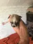 продавам малки пинчери, снимка 1