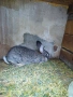 Продавам зайци. , снимка 3