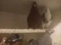 домашни гълъби, кръстоски, снимка 3