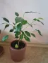 Фикус Бенджамин 20-25 см. , снимка 1