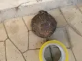 СТАРО АНТИЧНО ГЮЛЕ 1/2 1908261059, снимка 16