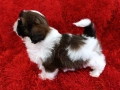 Кученца Ши Тцу /SHIH TZU FCI pedigree , снимка 18