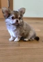 чистокръвно чихуахуа шоко момченце , снимка 1