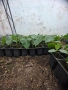 Разсад краставици, снимка 2