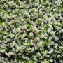 Жасмин, Trachelospermum Jasminoides, вечнозелен, студоустойчив, снимка 7