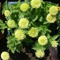 Зелена Циния - семена , снимка 3 - Градински цветя и растения - 44399734
