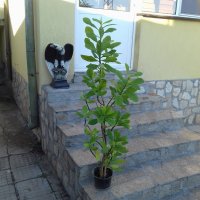 Каучуково дърво /Бразилска хевея/, снимка 3 - Стайни растения - 29424742