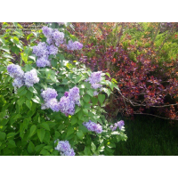 Люляк Syringa Nadezhda, снимка 3 - Градински цветя и растения - 44526645