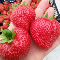 продавам разсад ягоди, снимка 5 - Сортови семена и луковици - 34210388