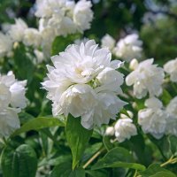 Филаделфус или още Булченски венец, Philadelphus Minnesota Snowflake, снимка 2 - Градински цветя и растения - 40394475