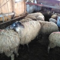 Продават се кочове,шилета и агнета, снимка 9 - Овце - 39505595