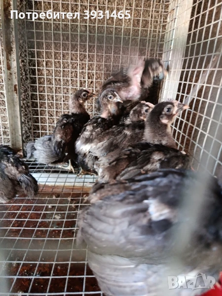 Пилета, снимка 1