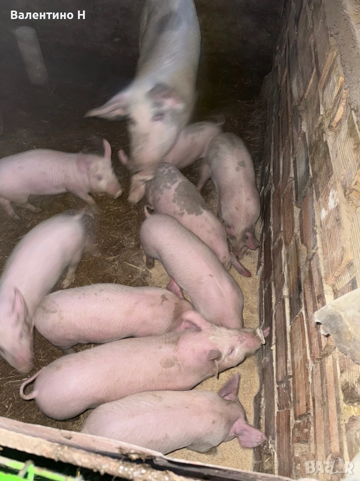 ПРАСЕТА 60дни, снимка 1