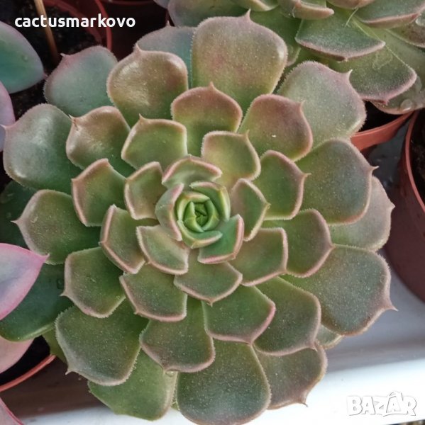 echeveria barown rose, снимка 1