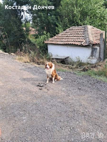 Продавам Бордер коли , снимка 1