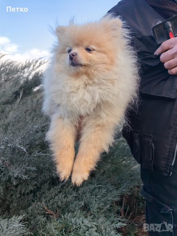Мини померан, снимка 1