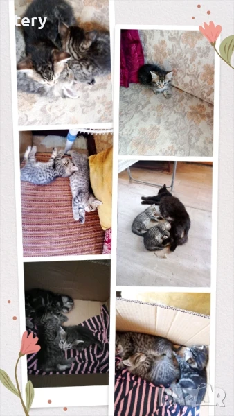 Котенца -пухчета на промоция , снимка 1