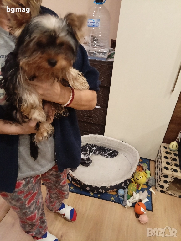 Йоркширски териер. Йорки., снимка 1