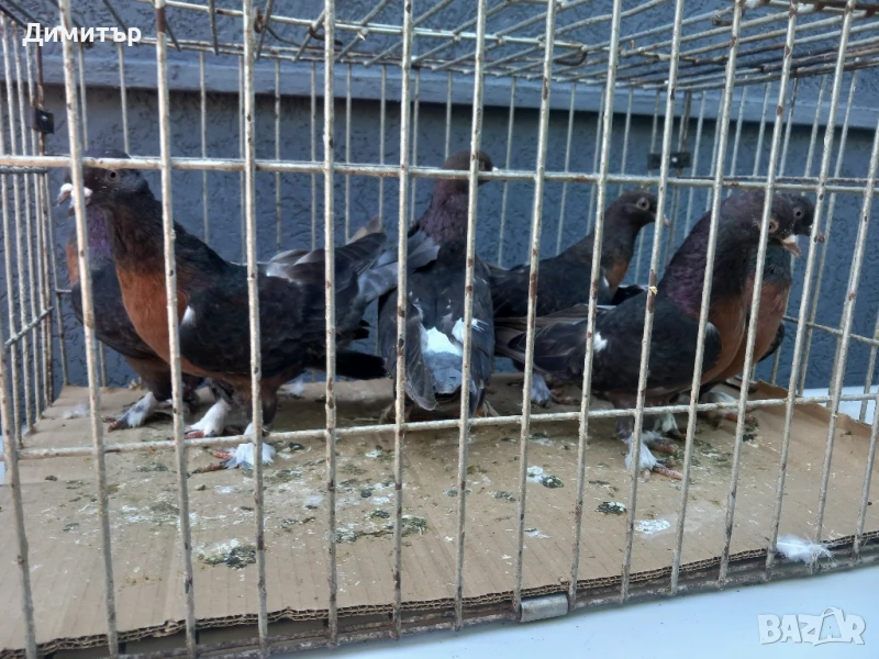 Продавам гълъби Миро може и бартер , снимка 1
