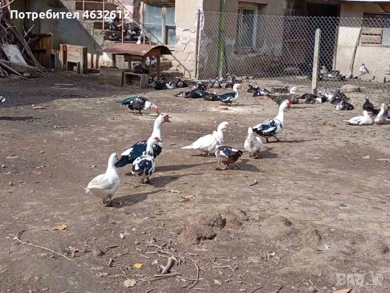 Продавам неми патици, снимка 1