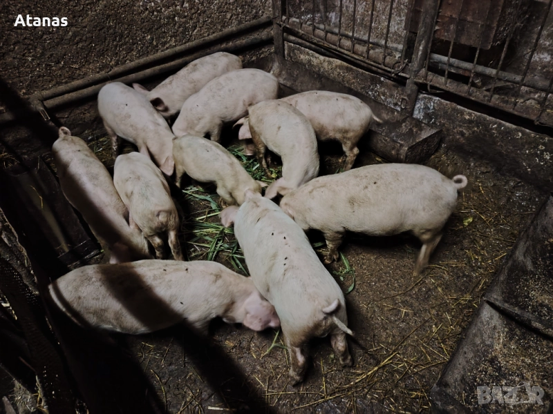 Продавам прасенца, снимка 1