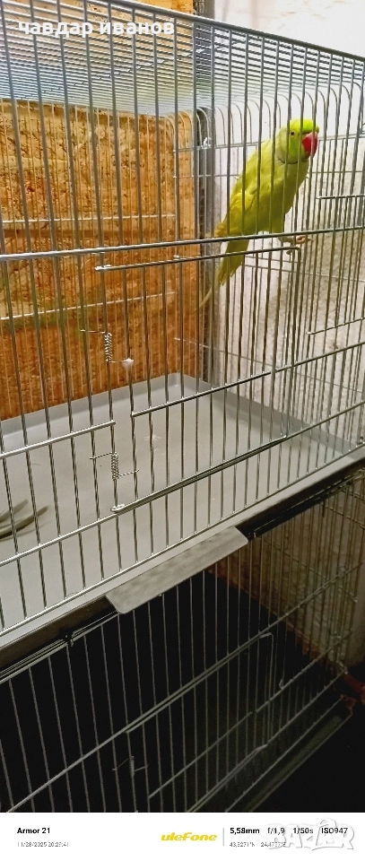 малък александър , снимка 1