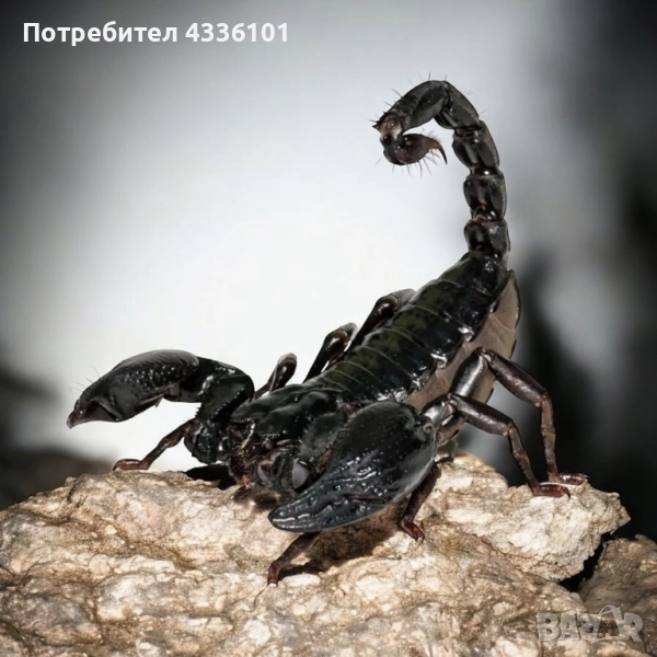 Продавам черен горски скорпион, снимка 1