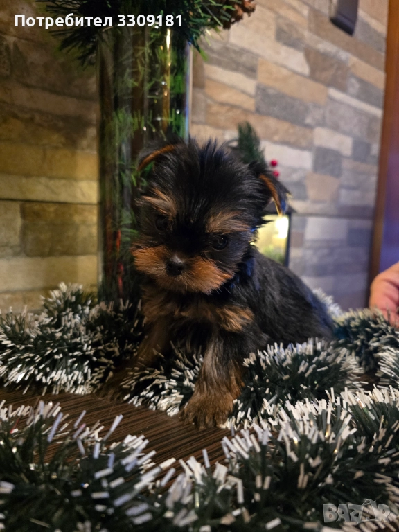 Йоркширски териер , снимка 1
