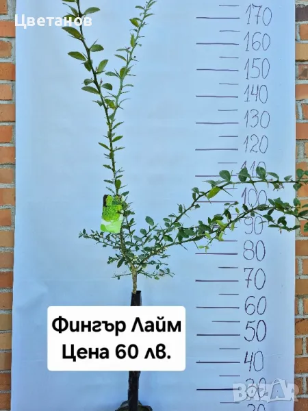 ФИНГЪР ЛАЙМ, снимка 1