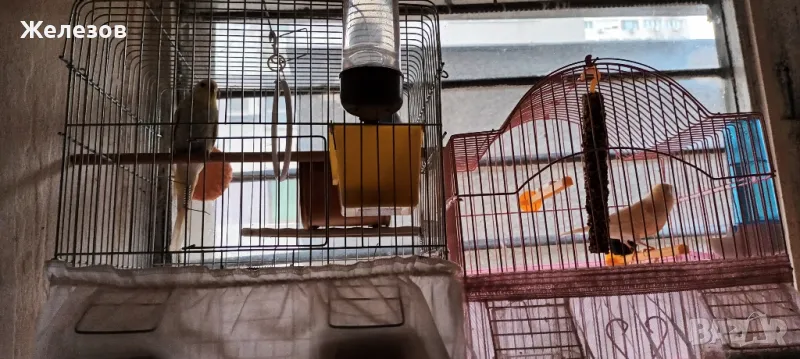 Папагали Рейнбоу , снимка 1