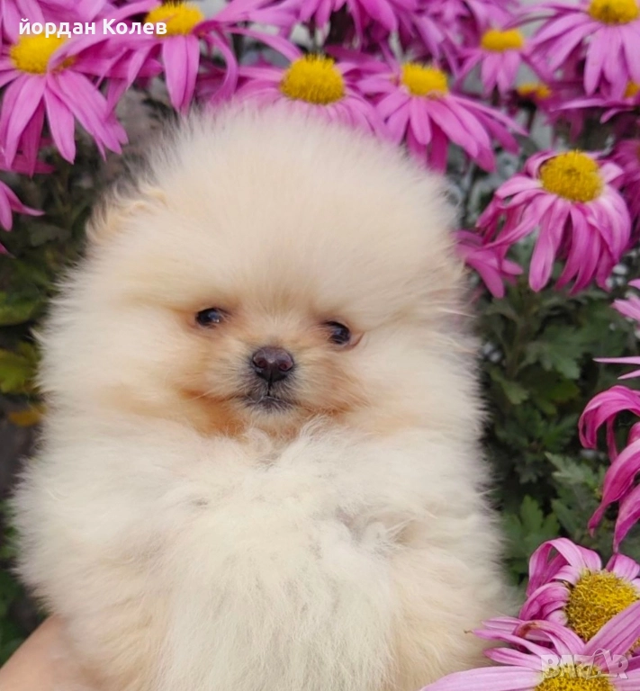 мини момиче , снимка 1