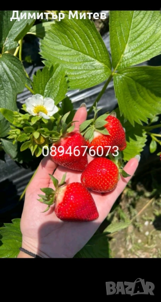 Продавам разсат ягоди , снимка 1