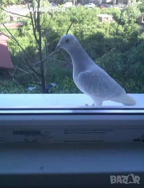  130лв ОБРЪЩАНЕ на прозорец, шпакловане, боядисване на жилища  650лв едностаен/едноцветно/празен, снимка 1