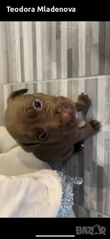 Продавам питбулчета , снимка 1