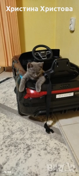 британски котета , снимка 1