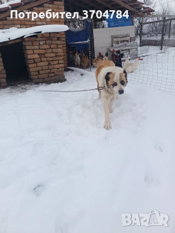 Продавам Сао алабай , снимка 3 - Алабай - 53312931