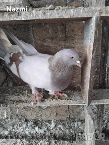 продавам гълъби , снимка 9 - Гълъби - 53939048
