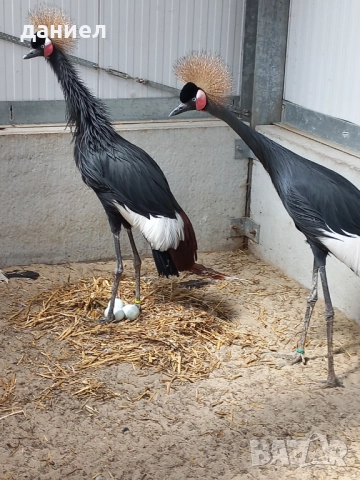 короновани жерави, снимка 1