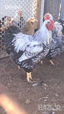 Петли Виандот , снимка 2 - Кокошки и пуйки - 52414722