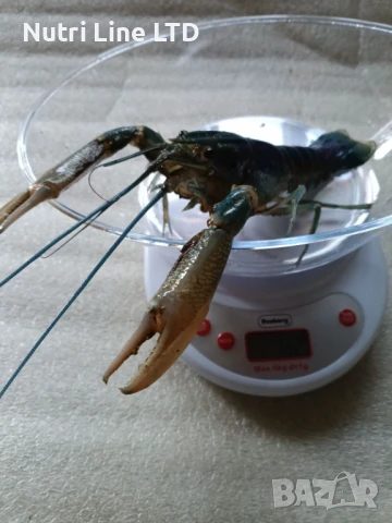 Австралийски син рак , снимка 2 - Други - 51268853