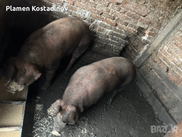 Прасета за клане, снимка 3 - Прасета - 51993295