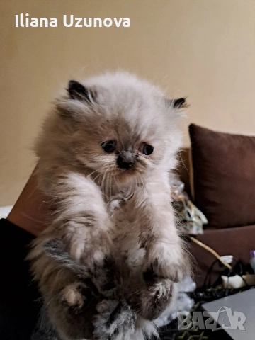 Уникални персийски котенца , снимка 4 - Персийска - 53293077