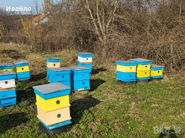 Пчелни семейства със сандъци, снимка 1